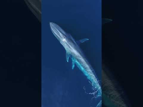 The eerie sounds of a Blue Whale! #whale #thalassophobia