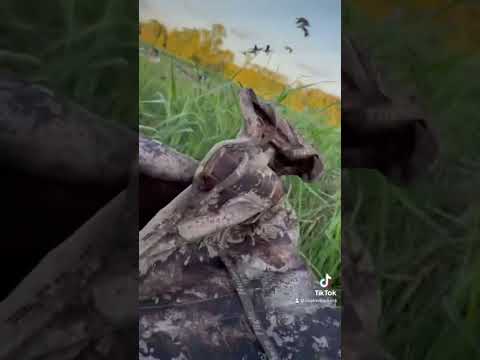 goose hunting 2023 full video on channel