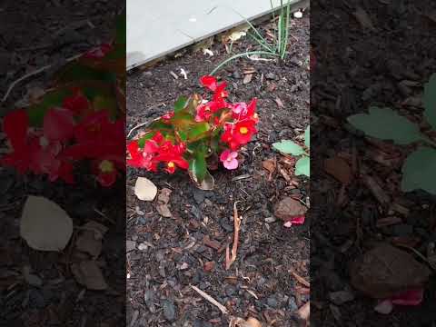 Garden fun #rose #flowers #vegetables #gardening #plants #nature #birdsounds #花园 #花园生活