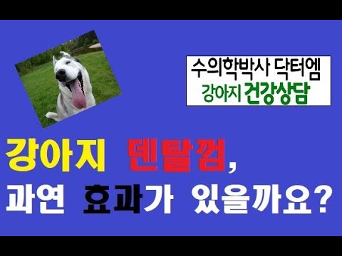 강아지 덴탈껌은 효과가 있는 걸까요? 그리고 어떤걸 골라야 할까요?