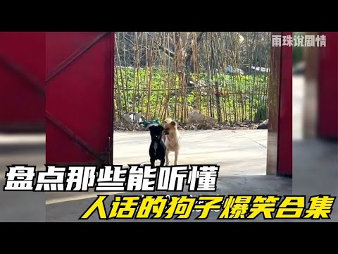 盘点那些能听得懂人话的狗子，全部都成精了，以后不敢说它坏话了