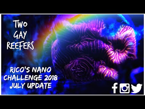 Rico’s Nano Challenge 2018 - Skull Reef July Update - Rico’s Aquariums