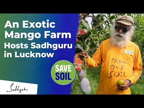 An Exotic Mango Farm Hosts Sadhguru in Lucknow