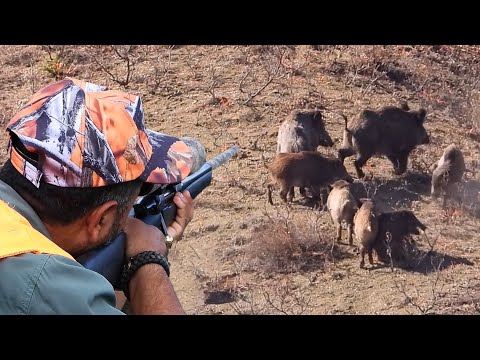 TOP 10 DRIVEN WILD BOAR HUNTS, PERFECT RIFLE SHOTS #hunting #wildboar