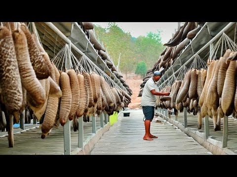 How to Harvest Millions of Sea Cucumbers - Incredible Sea Cucumber Processing Process in Factory