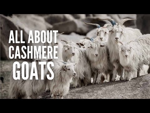 Cashmere Goats: Breeds, Characteristics, Care and Tips