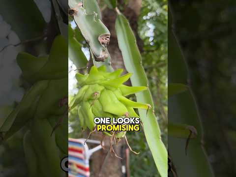 One way to help your dragonfruits grow! ☀️ #dragonfruit