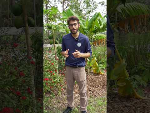 These Plants Will Attract HUMMINGBIRDS!!