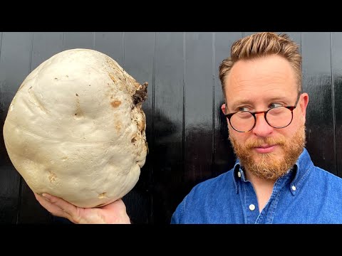 I found Giant Puff Ball Mushroom can I make a Mushroom double cheese burger from it? | John Quilter