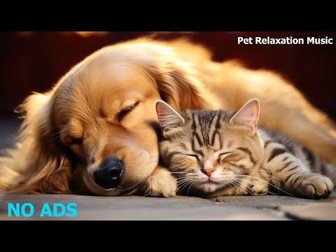 🐶Relaxing Music To Calm Pets 💛 Relaxing Music For Your Best Friend, MUSIC for dogs