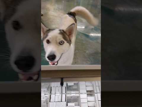 Gorgeous Husky #shortvideo #youtubeshorts #shorts     #dog #dogs #husky #wolf #wolves #pets #cute