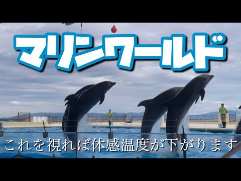 番外編⭐️【イルカショー】マリンワールド水族館素晴らしいショーでした