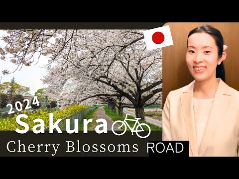 【Japanese Podcast】Sakuraを自転車に乗りながら見よう｜JAPAN Cherry Blossoms 2024 #japanesepodcast #日本語ポッドキャスト