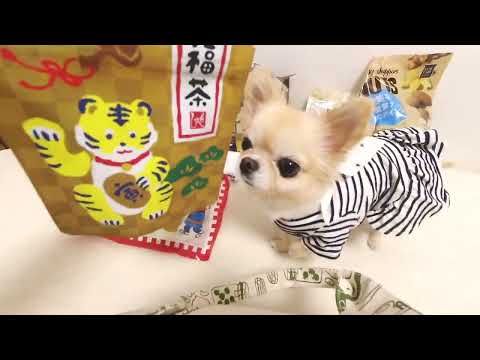 【激遅御免🙇‍♀️】チワワが🐶においでカルディ2022福袋4000円を紹介する動画🎞✨Chihuahua introduces KALDY 2022 lucky bag 4000 yen.