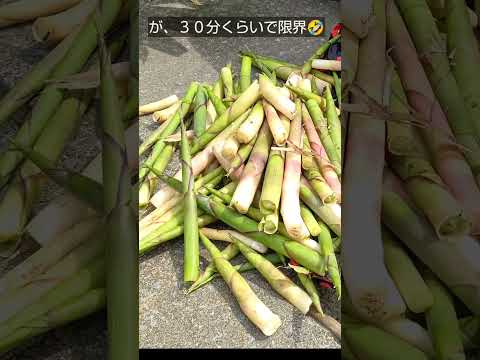 母と叔母を連れてニセコ方面へプチ旅行②~ニセコでタケノコ採り~