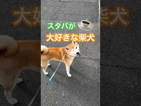 スタバが大大大好きな柴犬w