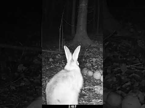 Watch this Adorable Bunny Wash Up - Cutest Face & Ear Rub Ever! #wildlife #trailcam