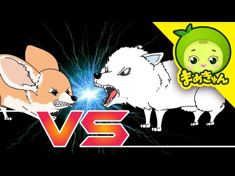 フェネック vs ホッキョクギツネ | 動物バトル | まめきゅん MAMEKYUNN