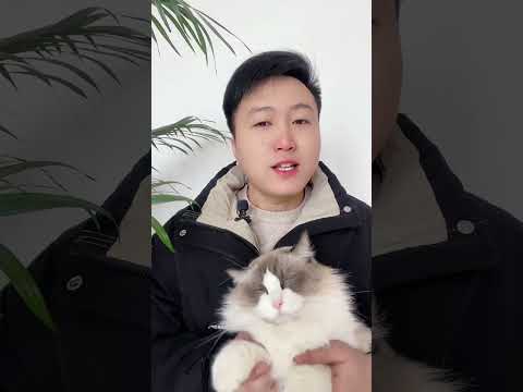 猫是阳气很足的，一种动物。养猫经验分享 科学养宠攻略 养猫人 养猫知识 新手养猫