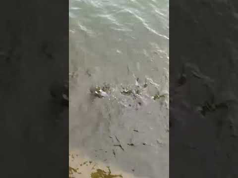 fishes in the lake for nature lovers