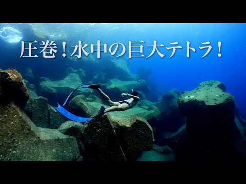 沖縄本島の世界遺産、やんばるの海に巨大テトラポッド「テトラネオ」出現！ツバメウオも！（シュノーケリング＠国頭村宜名真漁港）