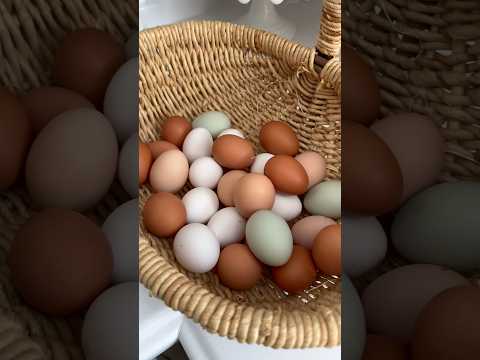 Egg color VS taste? #tips #chicken #homestead #backyard #animal #hen #taste #food #eggs  #egg #color