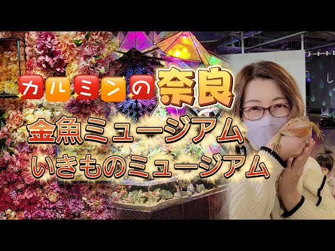 カルミンの【金魚ミュージアムといきものミュージアム】【奈良】