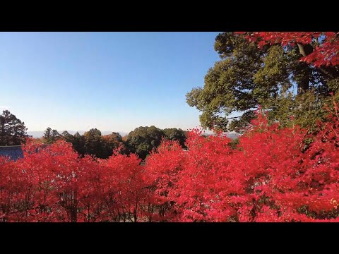 聖徳太子ゆかりの地は、燃ゆるような紅葉／鏑射寺