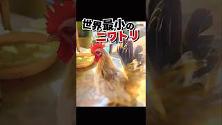 手乗りサイズの極小ニワトリが可愛いすぎる #かわいい動物動画 #おもしろ動物動画 #にわとり