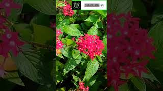 Online plant sale||Rs 25 plants||Salu Diaries#shorts#youtubeshorts