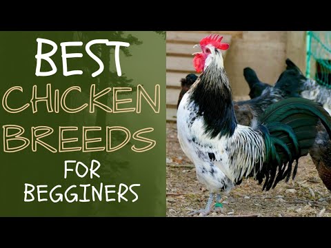 Best Chicken Breeds Raising Chickens for Beginners  2023 || Backyard Chickens for Beginners