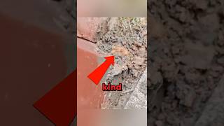 Animal Rescued From Cement