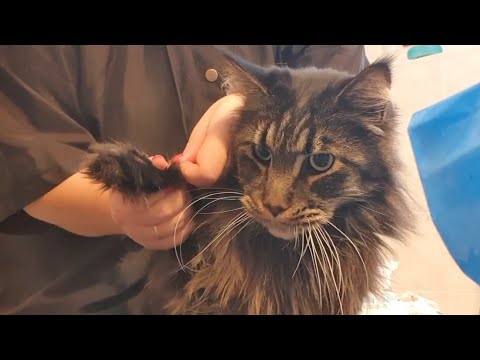 🐱💖✂️ Maine Coon Shaving Time Lapse #timelapse #cattime #catgrooming #shaving #mainecoon #catlover