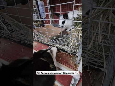 Хаски и  Кролик #usa #shorts #жизньвсша #husky #bunny #animals