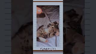 funny cat #shorts #djtiktok2022 #short #shortvideo