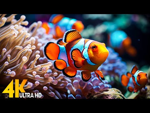 Aquarium 4K VIDEO (ULTRA HD) 🐠 Beautiful Coral Reef Fish - Relaxing Sleep Meditation Music #136