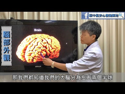 風情萬種腦中風_單元1：腦部區域和功能簡介