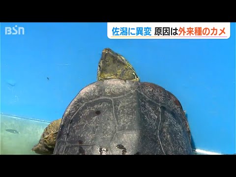 ラムサール条約登録湿地『佐潟』復活の秘策は“カメを肥料に”？