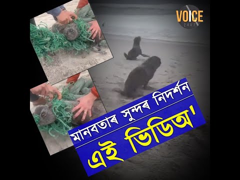 দুটি সাগৰীয় প্ৰাণীক বন্দীত্বৰ পৰা মুক্তি দিয়া এই কেইগৰাকী ব্যক্তিৰ প্ৰশংসাত  পঞ্চমুখ নেটিজেন সকল।