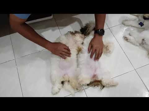 SHIH TZU - Mochie kalochie and Kisses my girl