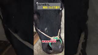 【きょうの牛さん：鳥取いなば万葉牛】#きょうの牛さん #cow  #wasabee #鳥取いなば万葉牛