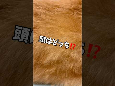 ぱんちゃんで遊ばないでシリーズがまた増えたです🤣✨#犬動画 #コーギー #わんこ #コーギー犬 #わんこ動画 #わんこがいる生活 #コーギー大好き #いぬのきもち #犬 #いぬ #コーギー犬