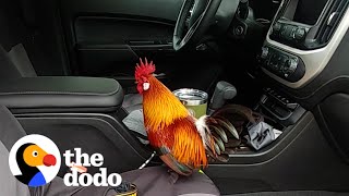 Abandoned Rooster Jumps Into Couple's Truck And Goes Home With Them | The Dodo