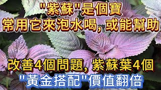 「紫蘇」是個寶，常用它來泡水喝，或能幫助改善4個問題，紫蘇葉4個「黃金搭配」效果翻倍！