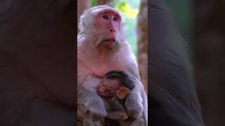 #monkey #animals #pets #cute #love #cryingmoment #babymonkeys #maa #dzistic #zeemusiccompany