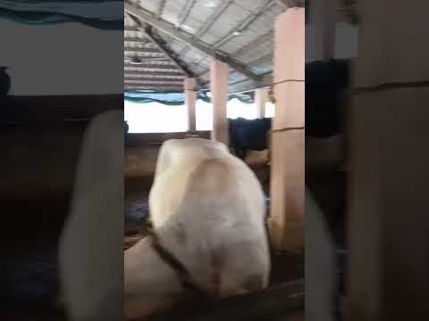 cow🐄#cowvideos #cow #ytshorts #animalshorts #cowshort #cowcows #shorts