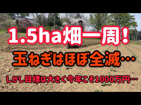 5.6.7月の野菜の作付け量と品種を紹介。野菜は順調です。玉ねぎ以外。