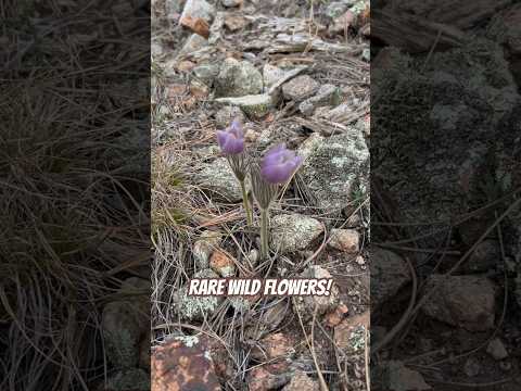 Today on the Homestead:First Signs of Spring in the Colorado Mountains |Rare Pasque Flower #shorts