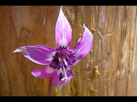 室生向渕のカタクリの花 2024.04.01