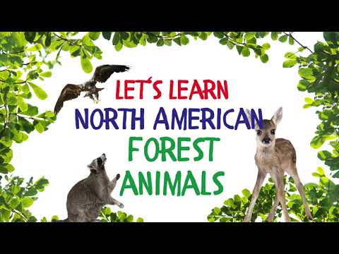 Let‘s Learn Forest Animals of North America! Fun Toddler Daily Learning Activities and Preschool Fun